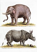 Asian elephant and rhino,18th century