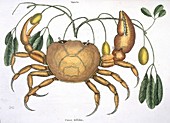 Terrestrial crab,artwork