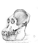 Orangutan skull,artwork