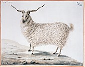 Angora goat,artwork