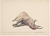 Dead black rhinoceros,artwork