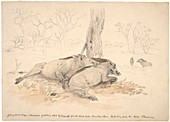 Dead common warthogs,artwork