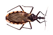 Triatomine bug