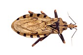 Triatomine bug