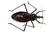 Triatomine bug