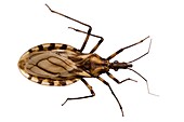 Triatomine bug