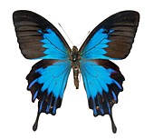 Swallotail butterfly