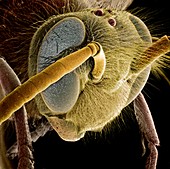 Common wasp head,SEM