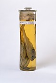 Rattail fish specimen