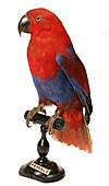 Female eclectus parrot