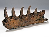 Megalosaurus dinosaur jaw