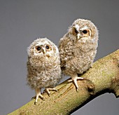 Tawny owl chicks