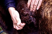 Botfly larva on a cow