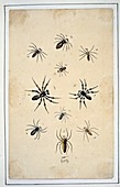 Spiders,18th century artwork