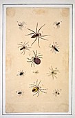 Spiders,18th century artwork