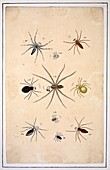 Spiders,18th century artwork