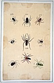 Spiders,18th century artwork