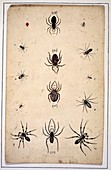 Spiders,18th century artwork