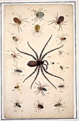 Spiders,18th century artwork