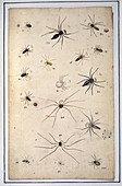 Spiders,18th century artwork