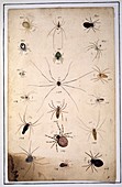 Spiders,18th century artwork