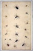 Spiders,18th century artwork