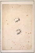 Spiders,18th century artwork