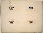Butterflies,18th century artwork