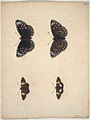 Butterflies,18th century artwork