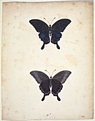 Butterflies,18th century artwork