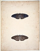 Butterflies,18th century artwork