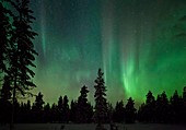 Auroral display over trees