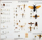 Hymenoptera specimens