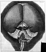 Head of fly,17th-century microscopy