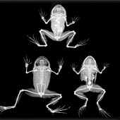 Boulenger's narrow-eyed frog,X-ray