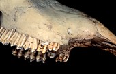 Cattle jawbone