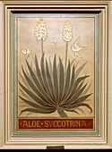 Fynbos aloe (Aloe succotrina)