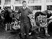 Man carrying stuffed mammals