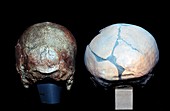 Cro-magnon and Neanderthal skulls