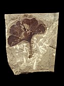 Fossil maidenhair tree leaf