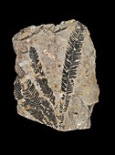 Gymnosperm fossil