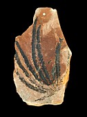 Fossil fern frond