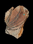 Fossil fern fronds