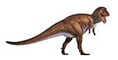 Tyrannosaurus rex model