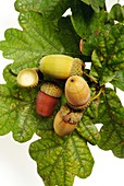 Acorns (Quercus sp.)