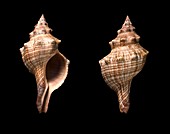 Trapezium horse conch shells