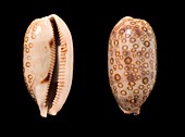 Hundred-eyed cowrie shells
