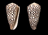 Cone snail shells