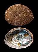 Green abalone shells