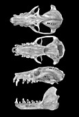 Comoro black flying fox skulls